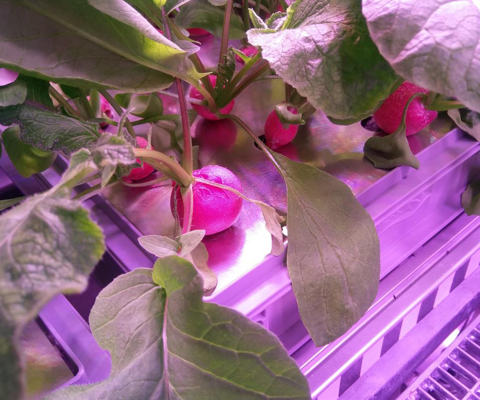 050418DLR KWR, Kölner Wissenschaftsrunde, Meldungen aus Köln, Wissenschaft