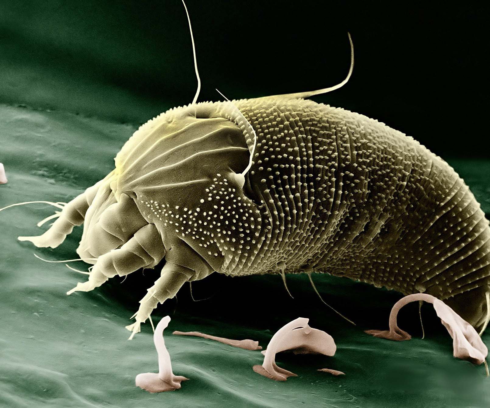 230921_pixabay_WikiImages_UzK_AsexuelleFpfl KWR, Kölner Wissenschaftsrunde, Meldungen aus Köln, Wissenschaft