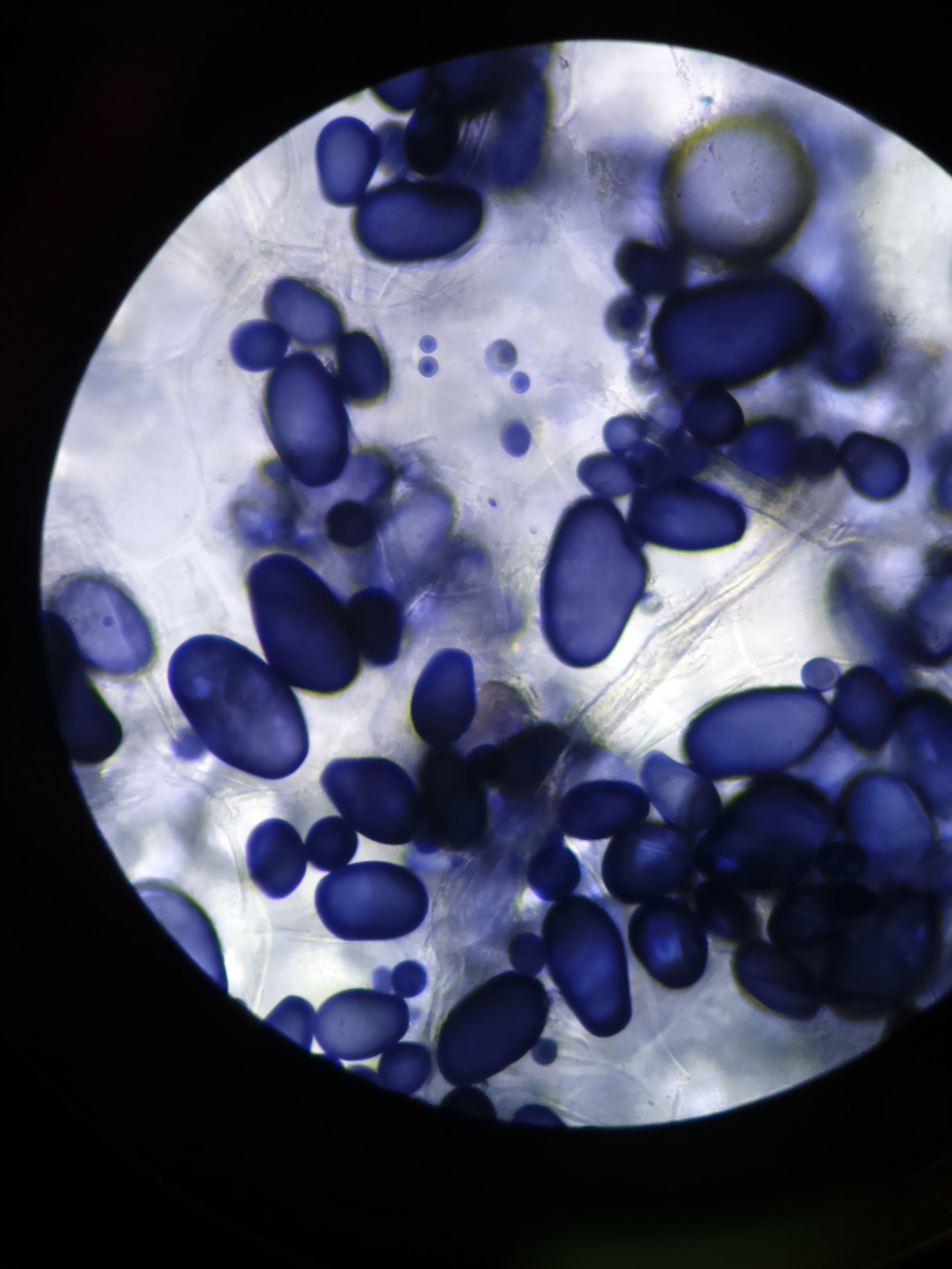 221121 microscope-g986235d35_1920 KWR, Kölner Wissenschaftsrunde