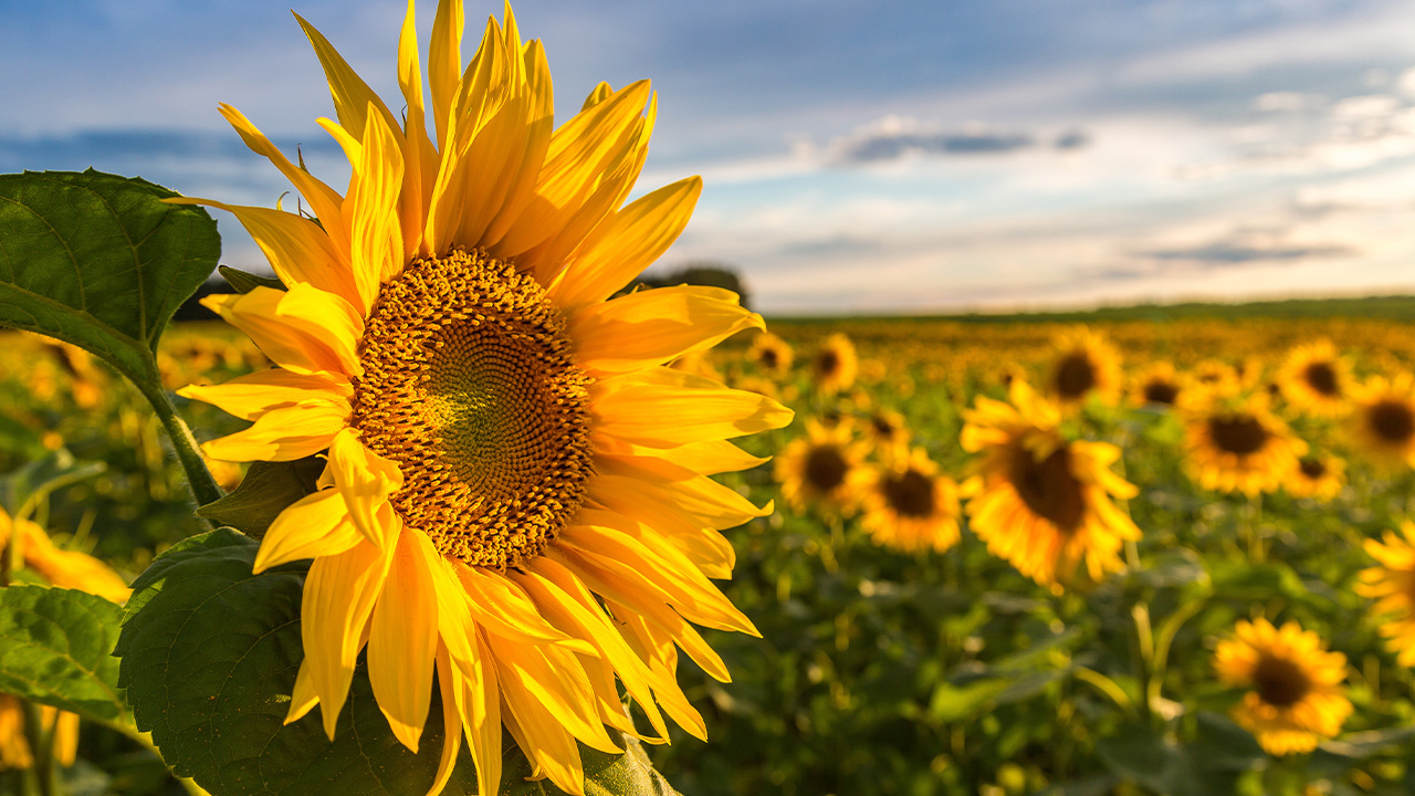 Sonnenblume